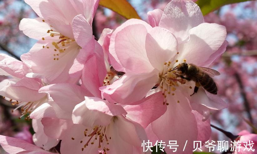 金边瑞香|此4种花,冬天再便宜也不要买,买一盆死一盆