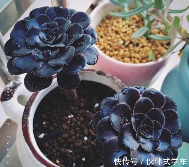 多肉黑法师度夏,记住2个细节,状态美长成一捧黑玫瑰!