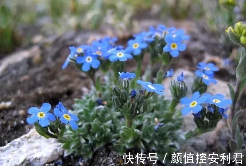 6种“仙气花”,美丽又动人,家里养一盆,就像捡到“大宝贝”