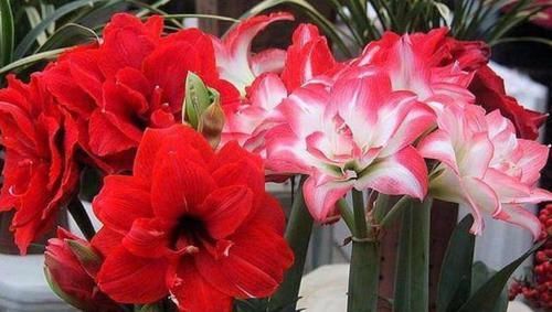  四溢|叶片线艺“完美”的兰花，花色艳丽，芳香四溢，即使无花也很优雅