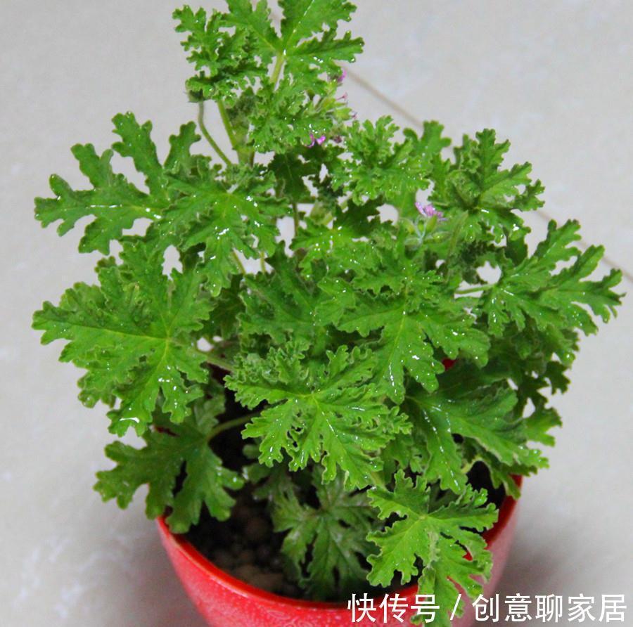 养花试试这几款,金黄光滑的花朵,美丽动人