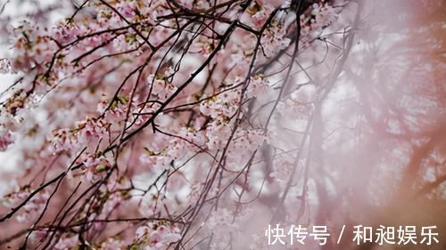 笋香!“梨花院落溶溶月,柳絮池塘淡淡风”:18句对偶诗词,美到哭!