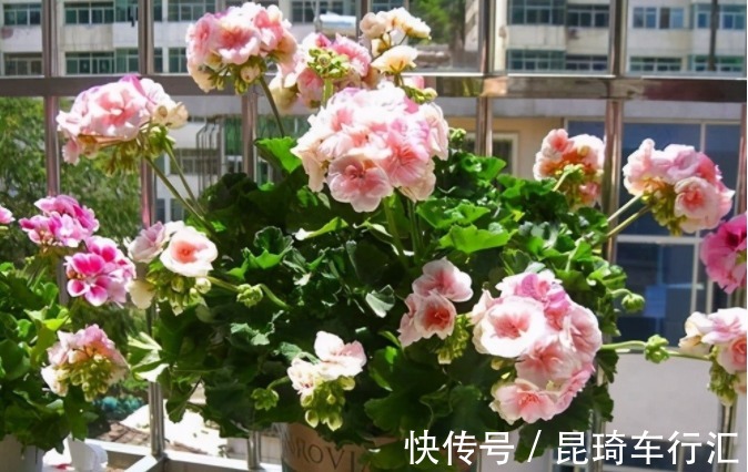 阳台养天竺葵有技巧,掌握住3点,盆栽事半功倍