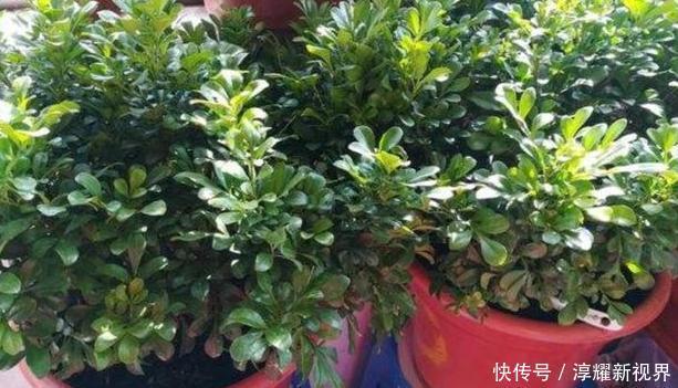 昙花|天热阳台该种植什么花15种''抗晒''植物，盆栽赏花不犯愁