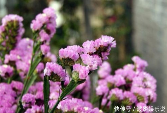 蝴蝶兰花|家养4种“真爱花”,夫妻同心同德,好运来,丈夫宠爱幸福满满!