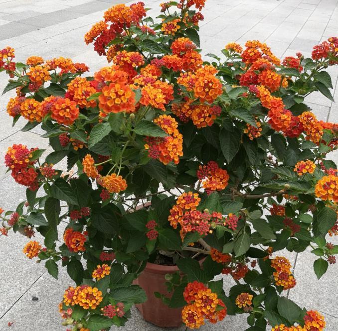 4种花漂亮又好养,比牡丹好看,比吊兰好养,满树都是花朵