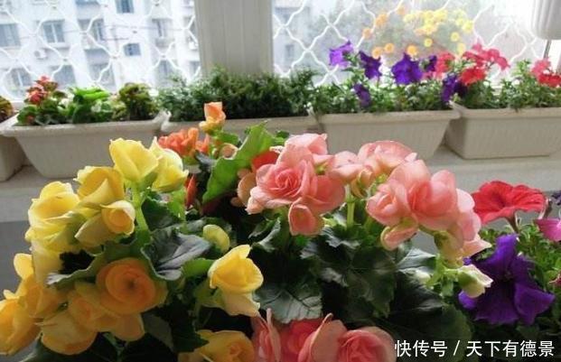 漂亮|高温30度下，5种漂亮花，不能“正常养”，黄叶烂根，容易死翘翘