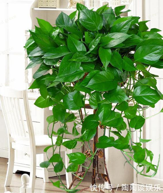 肥料|绿萝的最爱,家家都有,2周喂一点,叶子油绿翠亮,新叶巴掌大