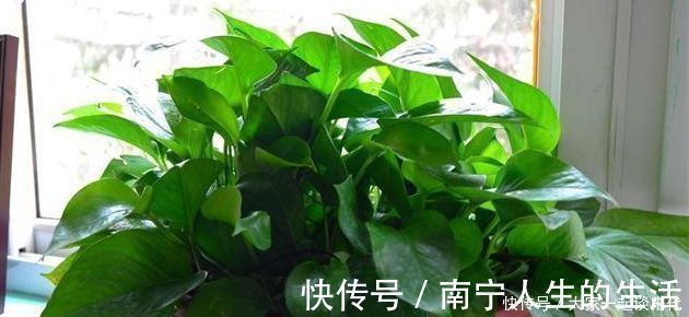 修剪|绿萝有个小开关,及时打开,新叶新芽一起长,30天准“爆盆”