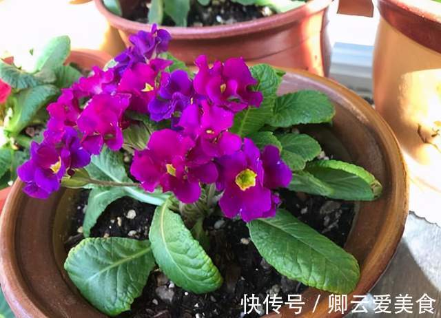 在市场买花，要记住“四不买”，养花再也不踩坑，养好也是挺简单