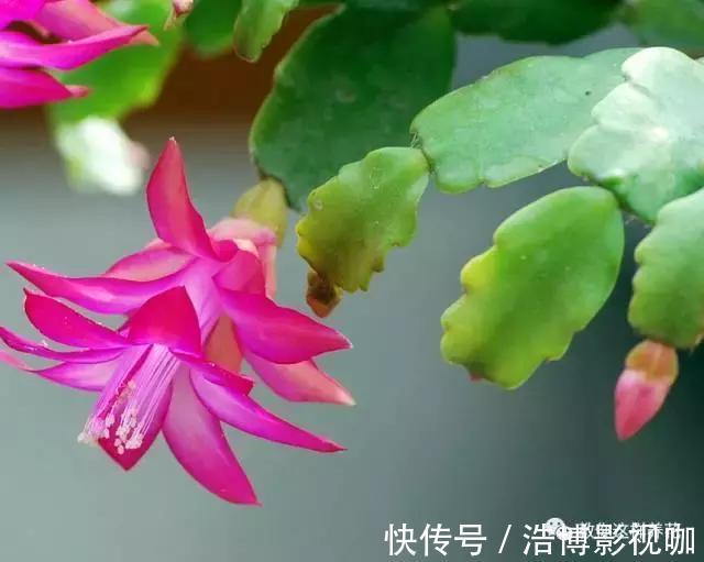 养了10年的蟹爪兰,发现是“假蟹爪兰”,却比真的还好看!