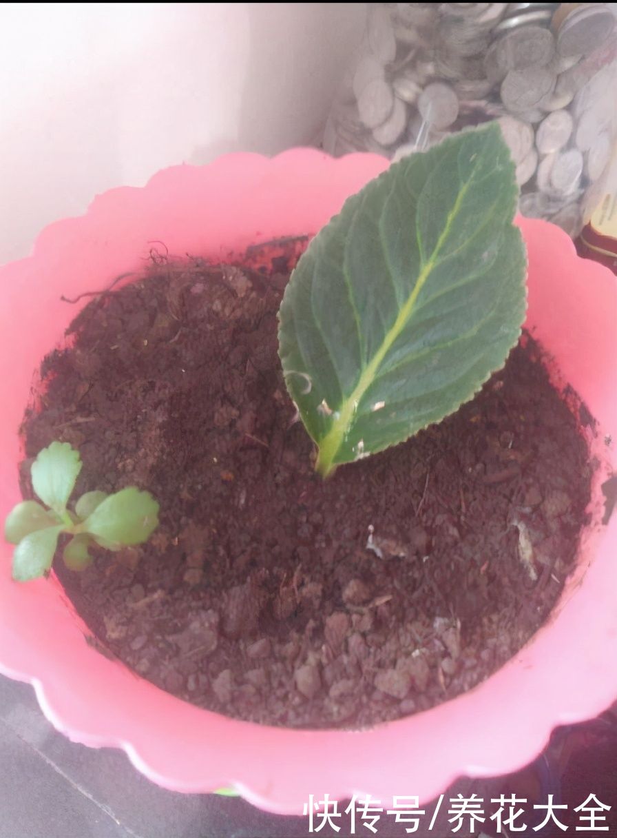 剪片叶子，放土里就能长出一盆，这4种花养到就是赚到