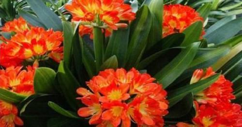 君子兰不开花,却不知道问题在哪?老花匠:这些地方有讲究