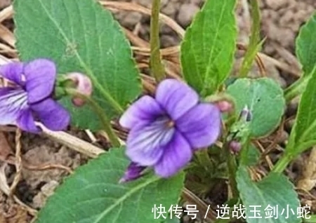 紫色|叶子长得像犁头,开的花是紫色的,遇见挖回家