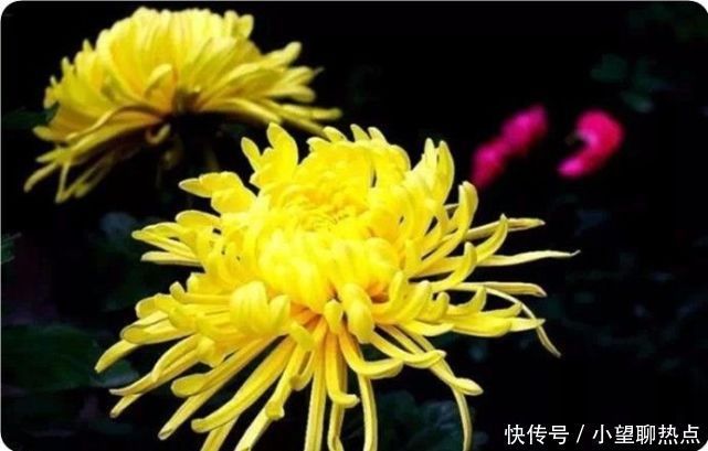 我花开后百花杀，满城尽带黄金甲！50句菊花诗，美到心醉！