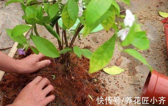 阳台|阳台养花谨记：4种盆3种土不能用，还有4种水不能浇花