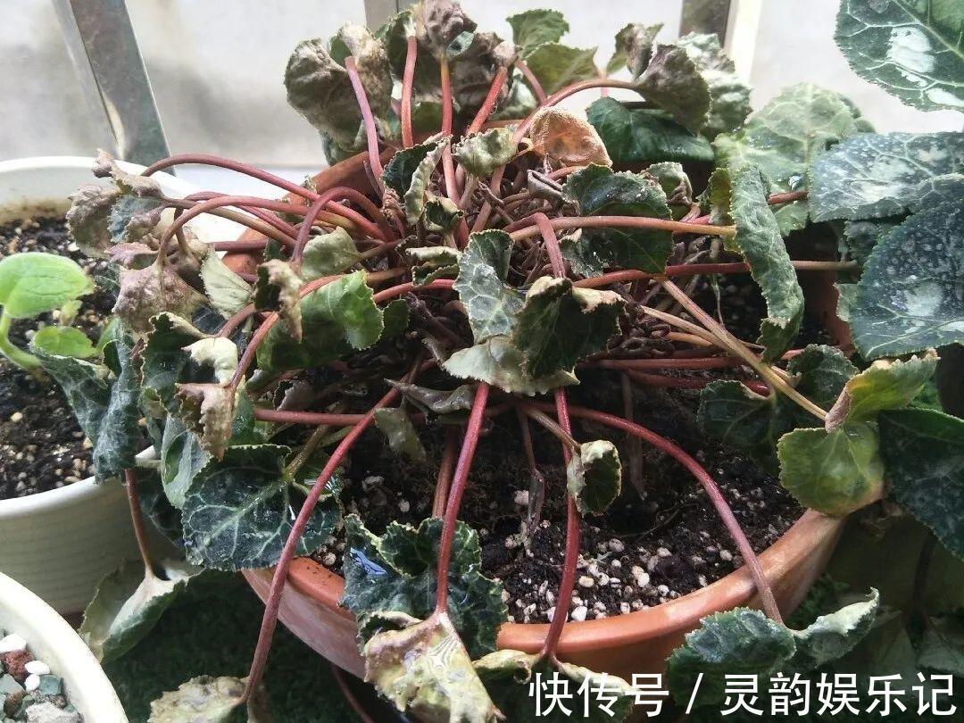 干枯|6种花一天不浇水,叶子就耷拉,缺水3天就死翘!