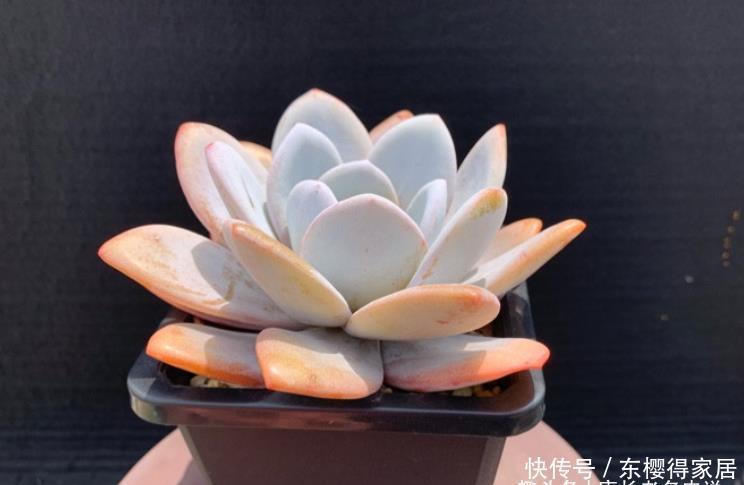 阳台|阳台养多肉容易徒长?新手朋友不妨试试这些品种,相信你不会失望