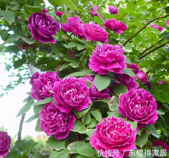藤月|“藤本月季”哪个品种好?此8种漂亮好养,一年四季开花不停