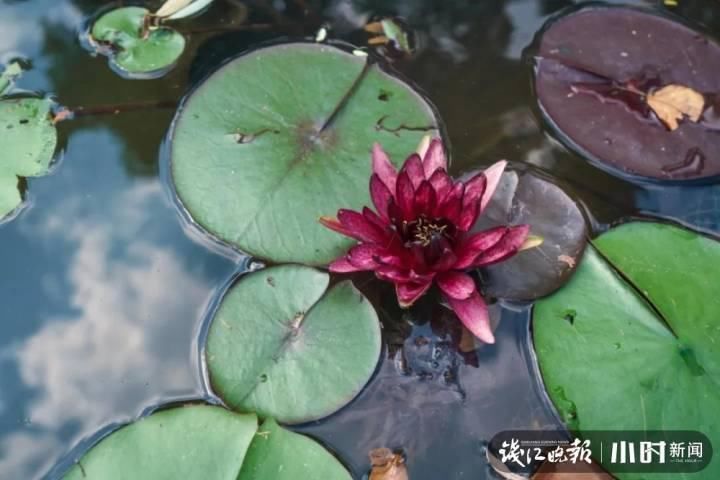 三潭印月|美炸了!三潭印月睡莲中的“大姐大”王莲,开了今年的第一朵花