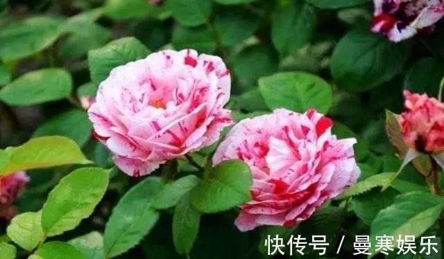 “小花”不起眼这3种“开花劳模”,适当养护,开花停不下!