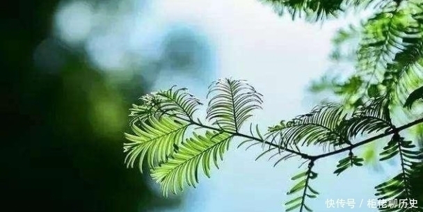 阁楼#同一题材,白居易和刘禹锡分别作诗,只因最后几句境界完全不同