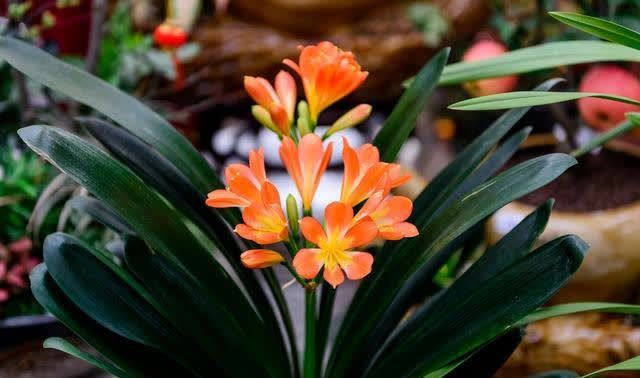 君子兰|发现5种“寿星花”,适合老人养,寓意好、颜值高,越养越值钱