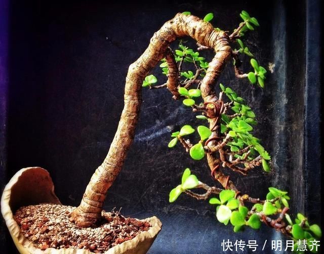 金枝玉叶长势慢,果断“剪一刀”再饿三天,“猛窜芽”变繁花老桩