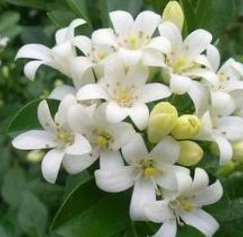 家里万万不要养这几种植物,有钱人送他都不会要,知道晚了