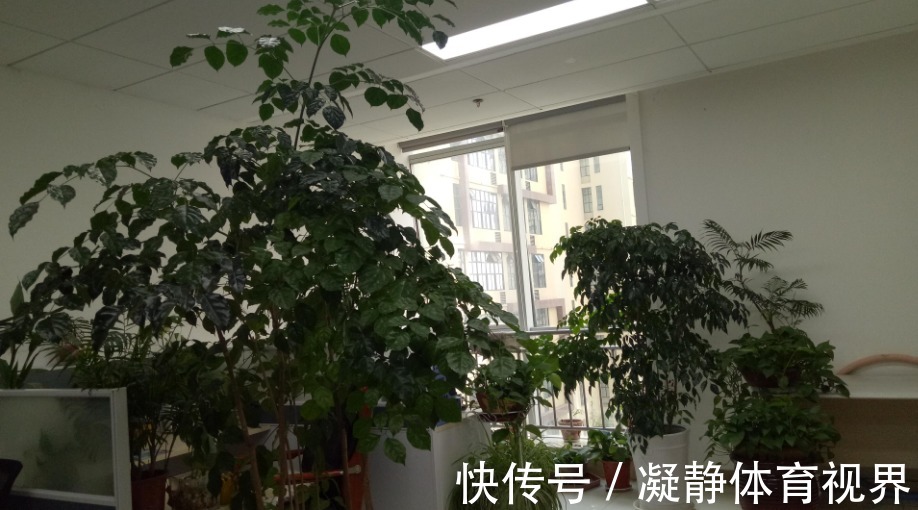 抓把“黄豆”养绿植，盆栽不施肥，光浇水就能养得叶绿根壮