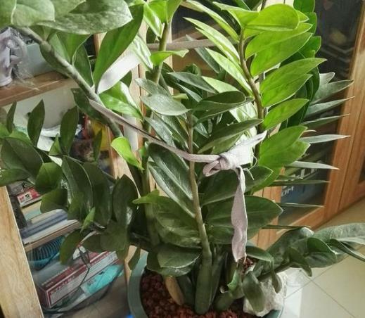 3种植物特别耐旱,客厅养一盆,1个月浇1次水,不用管理也漂亮