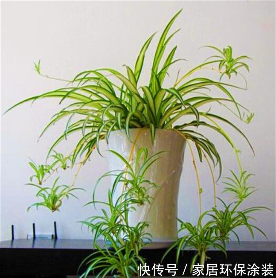 金边吊兰金边消失怎么办?冬天多做3件事,修长优雅,金边耀眼