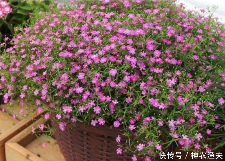 最适合新手养的3种花,沾土就能活,开花漂亮花期长,谁养谁喜欢