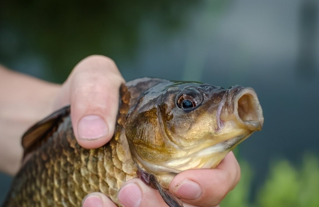 麝香|野生水域如何钓鲫鱼,掌握这些你就知道怎么钓了