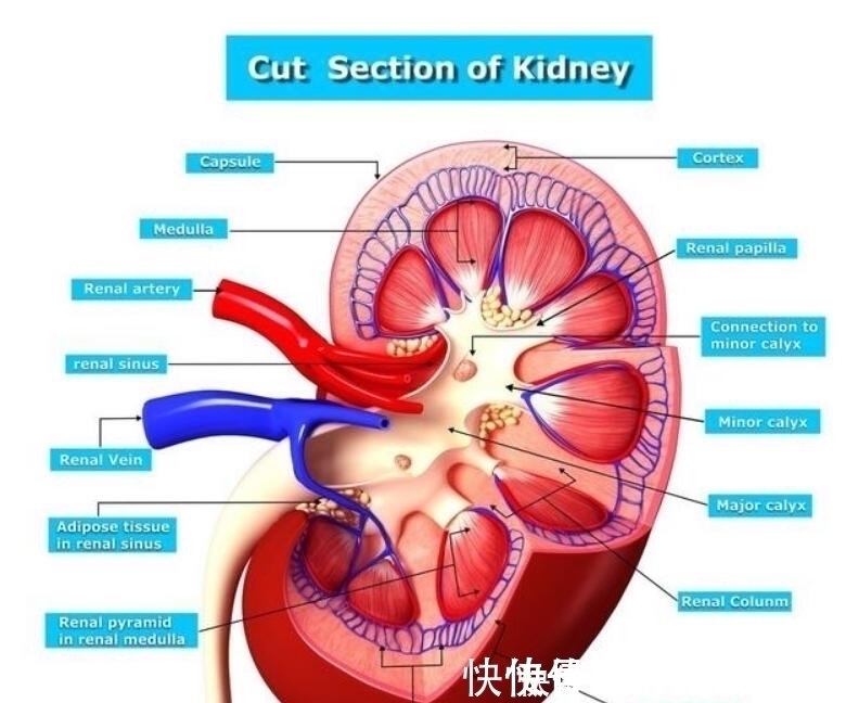肾小球|患肾病后会不会尿毒症?别瞎猜,5个指标准确告诉你
