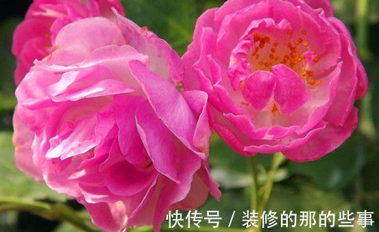 阳台上|农历7月8号起,最适合养这些花,颜色很好看,花朵清新优雅