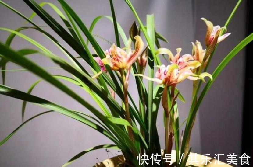 植株|兰花出现3个症状，植株长壮早开花，新手来学学