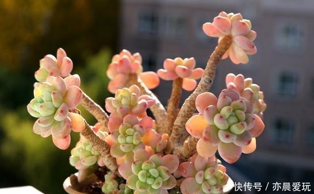  颜值|四种“零差评”多肉推荐，颜值不比桃蛋低，还容易成老桩