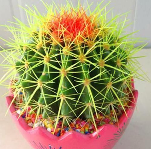 身体|家里万万要养这几种植物,对家人身体越来越好