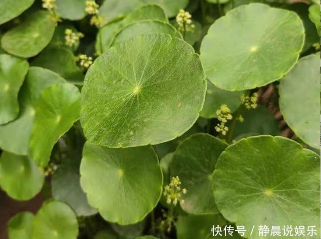 还在花钱买花遇上“6种花”掐根枝回来,插到土里就活,很简单