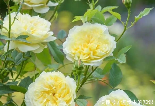 8款浓香月季推荐,种一棵满室飘香,喜欢快收藏