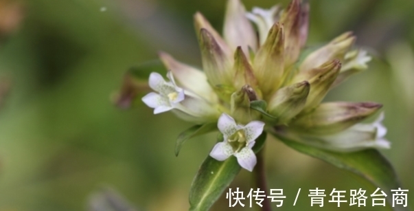 春节多养“运气花”,吉祥顺利,不养也要买的福运花,只为讨吉利