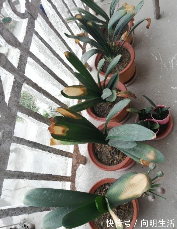 君子兰|君子兰害怕五件事,新手经常犯,难怪越养越糟糕