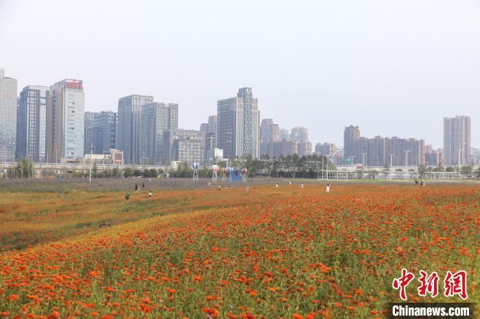 江西|江西南昌秋高气爽 市民畅游美丽花海