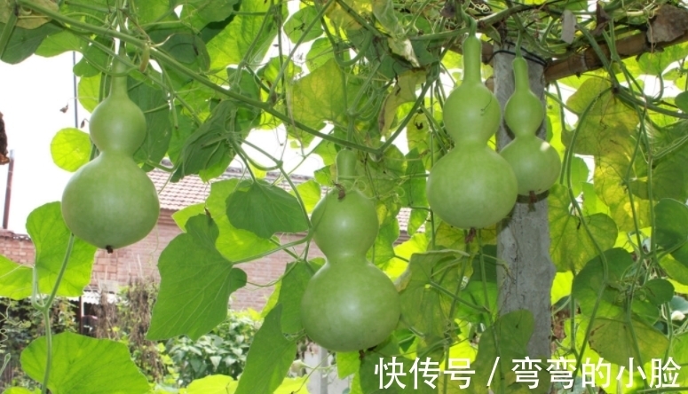 寓意@“若想家中富,屋里放三物”,究竟是哪三物?你是否了解过?