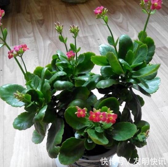 养分|盆栽养殖长寿花,花谢就修剪、施肥,等一个月又能催花了