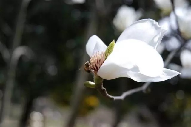 玉 兰 花 颜