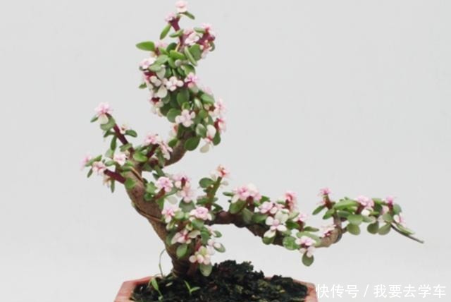 家中养金枝玉叶,到底能不能开花,原来需要满足这些条件!