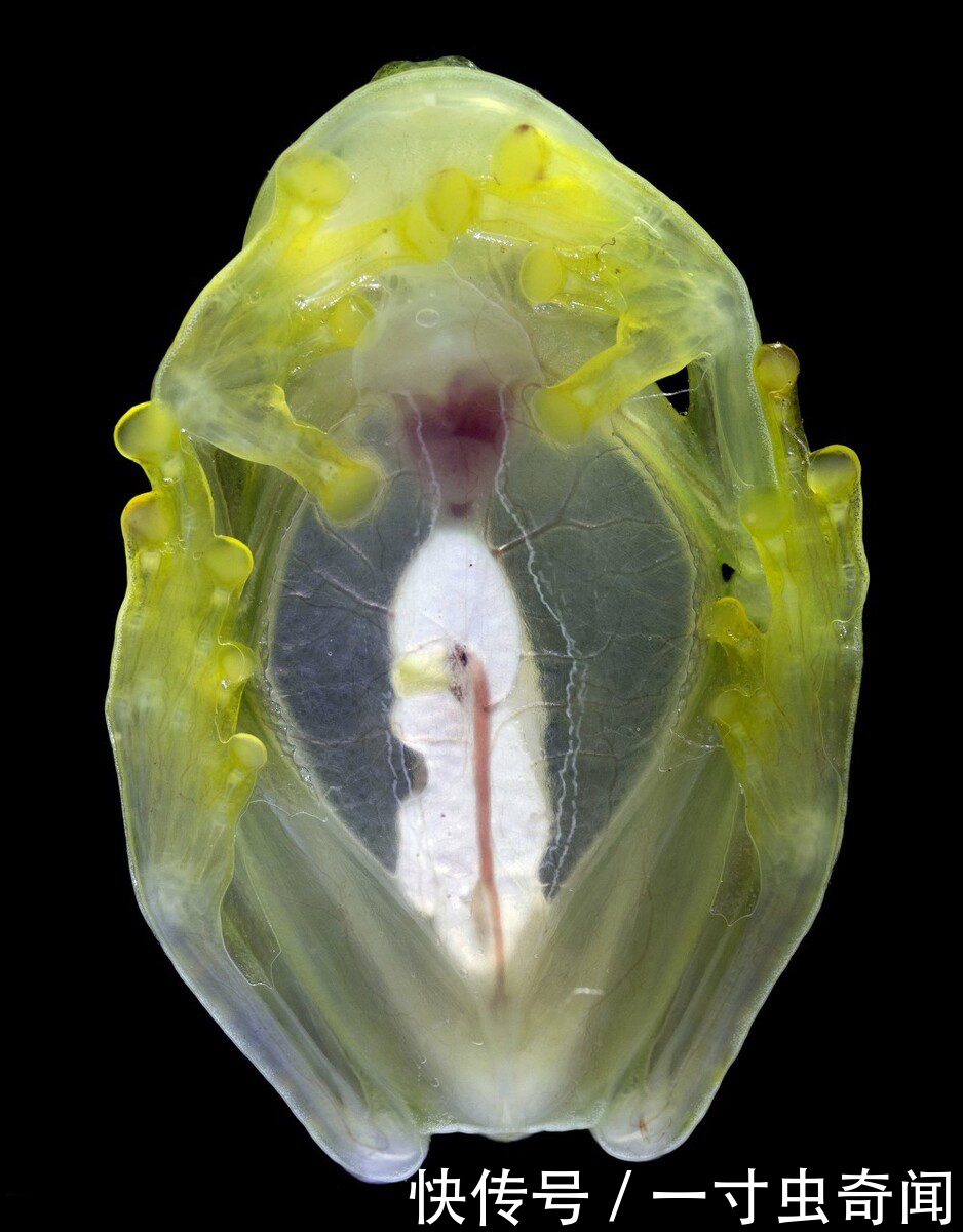 五脏六腑|精雕玉琢知汝心,五脏六腑能一览无余的玻璃蛙,却是动物界好父母