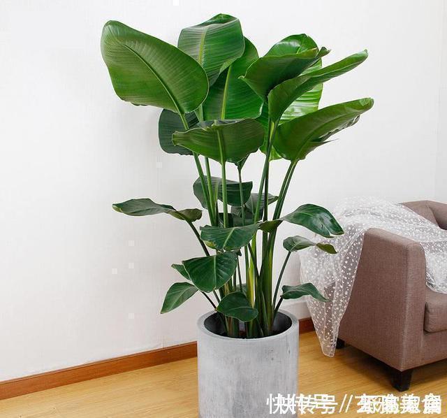 竹芋类|五种盆栽,自带高贵气质,在家摆一盆,格调高,人人夸你眼光好